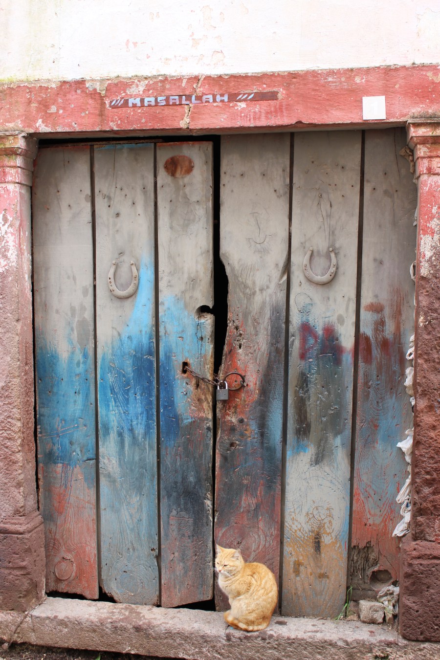 MashAllah cat (Ayvalik)