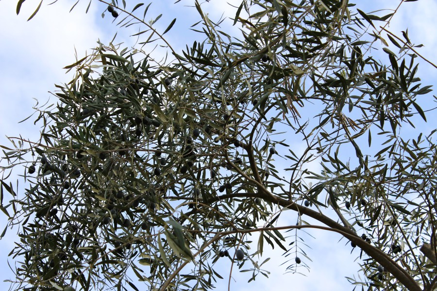 The ubiquitous Olive Tree.