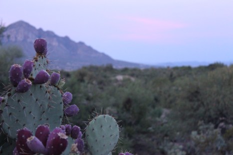 Early-morning prickly pears. 