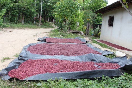 Beans laying out to dry in the morning sun.
