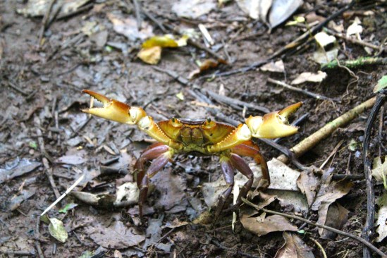 I'm just a crab. On a mountain.