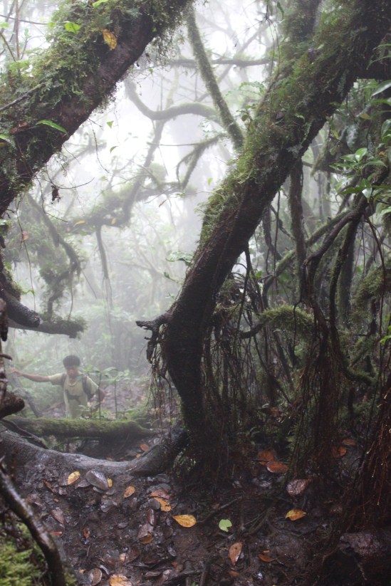 Descending through the cloud forest. That's Edar on the left.