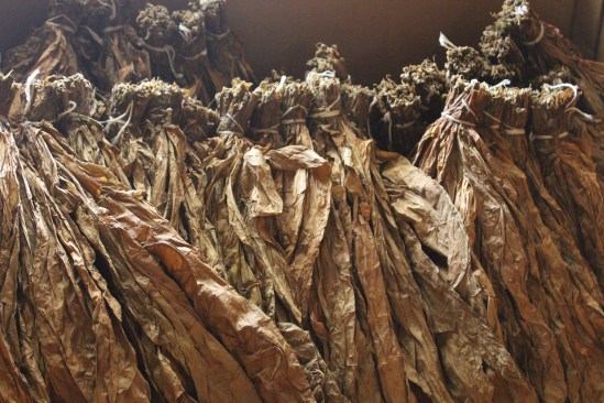 Bundles of tobacco leaves used for cigars wrappers. 