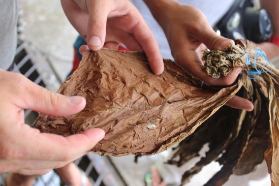 Inspecting a cigar wrapper-leaf.