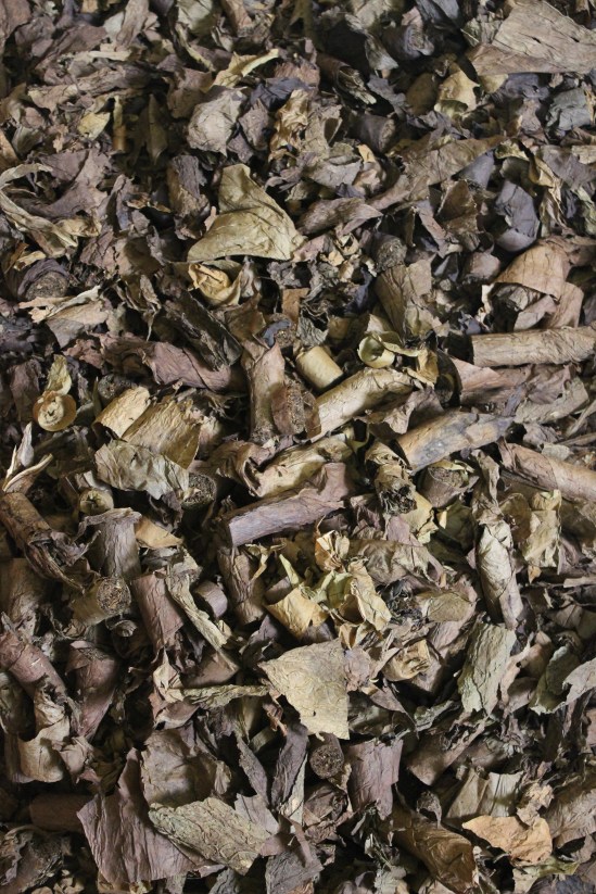 Clipped cigar ends, waiting to be reused for cheaper cigars.