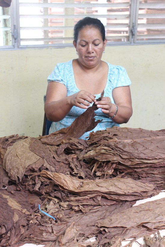 Separating the leaves used for wrappers. 