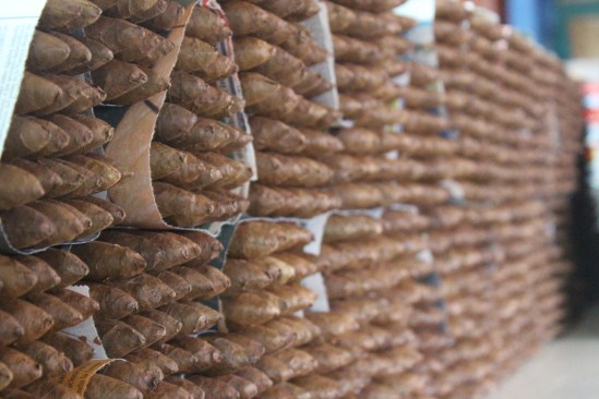 Finished cigars, wrapped in newspaper and awaiting boxing.